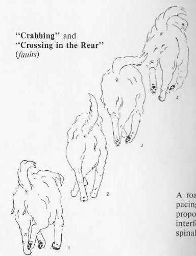 GAIT FAULTS FROM THE REAR or FRONT Crossing at Rear: Where the hind legs cross midline This can be an indication of an Upper Motor Neuron Lesion or Perhaps a hip / pelvis dysfunction if no other