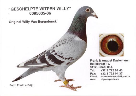 Breeding Loft Section 2: Couple 3: Cock Geschelpte Witpen Willy is an orginal Willy Van Berendonck. Those who know Willy regard him not only as THE Meulemans subsidiary, but also as Mr.