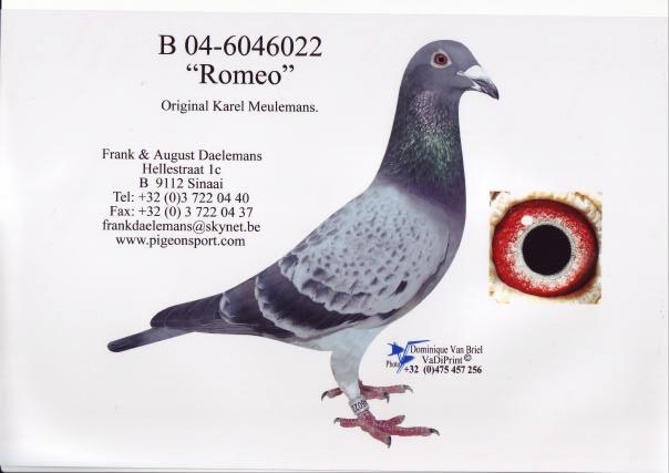 Breeding Loft Section 2: Couple 4: Cock Romeo is an original Karel Meulemans. He is on father s side a grandson of Den Brave, 1 st Narbonne, 1 st Montauban and 1 st Chateauroux.