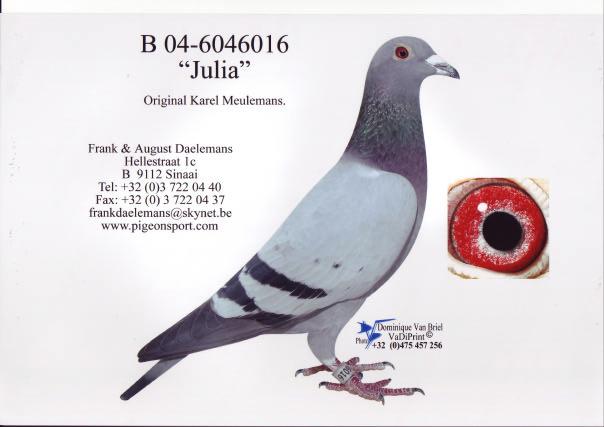 Breeding Loft Section 2: Couple 4: Hen Julia is an original Karel Meulemans hen of the new Meulemans long distance generation.