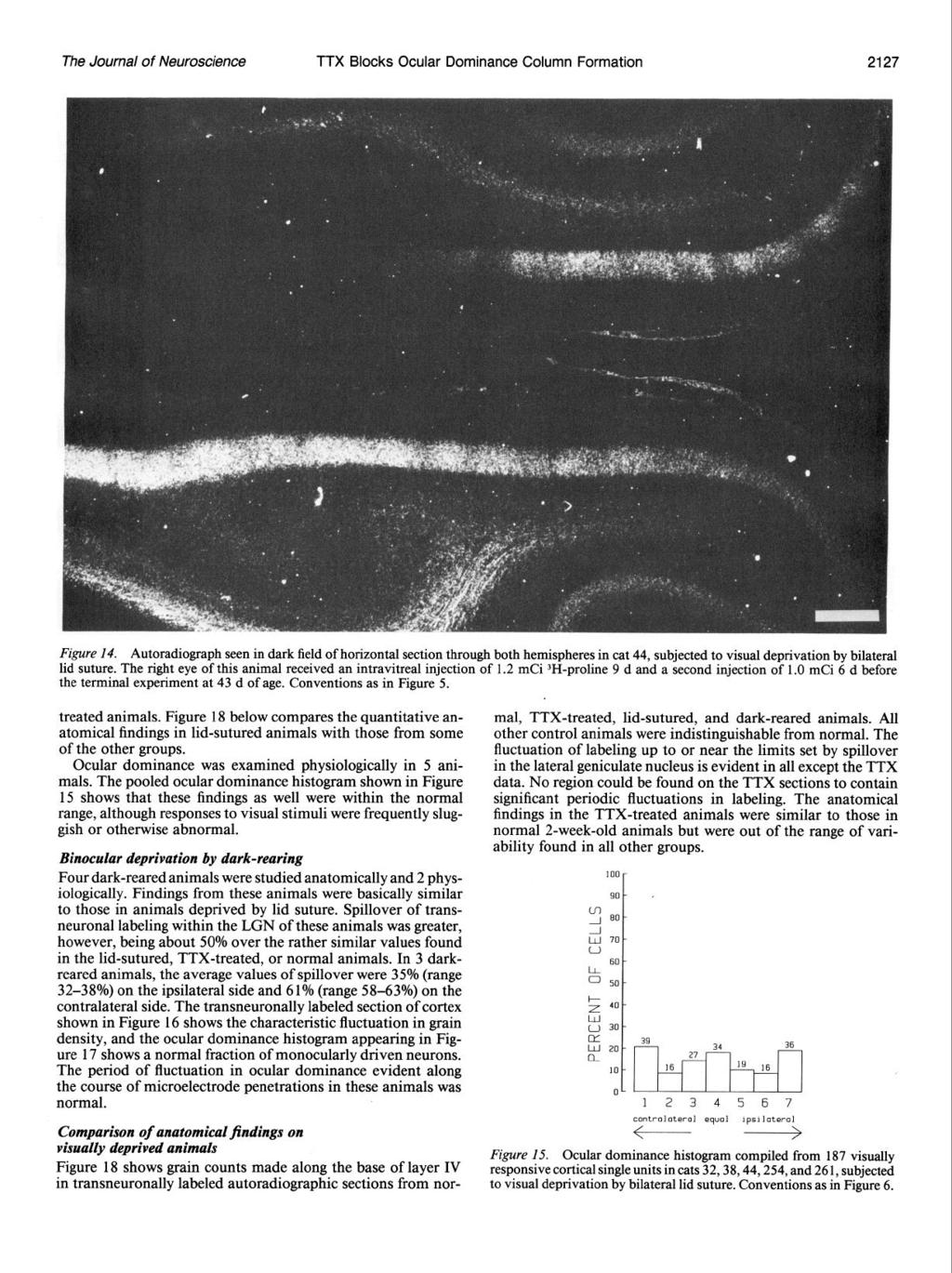 The Journal of Neuroscience TTX Blocks Ocular Dominance Column Formation 2127 Figure 14.