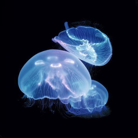 Jellyfish Art offers an Arrive Alive Guarantee for 10 days on our Moon jellyfish livestock.