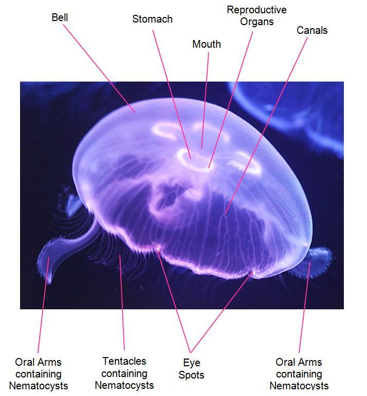 Did you know Jellyfish are invertebrates.