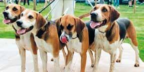 Beagles Fell hounds