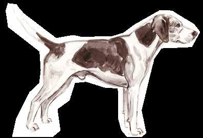 Beagle A straight stern (tail). Solidly boned body. Not pinched at the waist. No taller than 16 at the withers. Firm broad head with square jaw. The Hunting Act came into force on 18 February 2005.