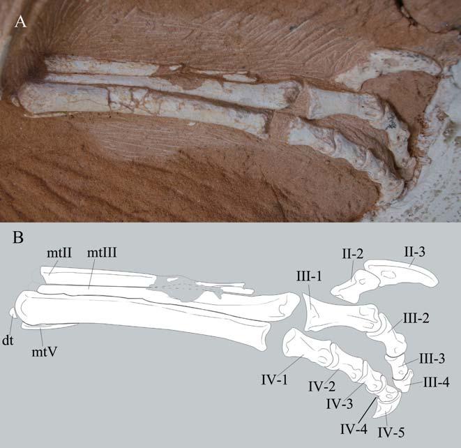 2 95 : than two-thirds the length of the pubis. A large obturator ange is present and appears to be placed approximately at the mid-length of the shaft. The femur is slightly bowed anteriorly.