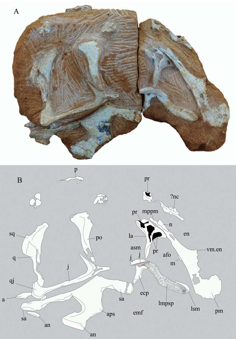2 89 : Fig. 1 Photograph (A) and line-drawing (B) of skull and mandible of holotype specimen of Wulatelong gobiensis gen. et sp. nov. (IVPP V 18409) in right lateral view Abbreviations: a.