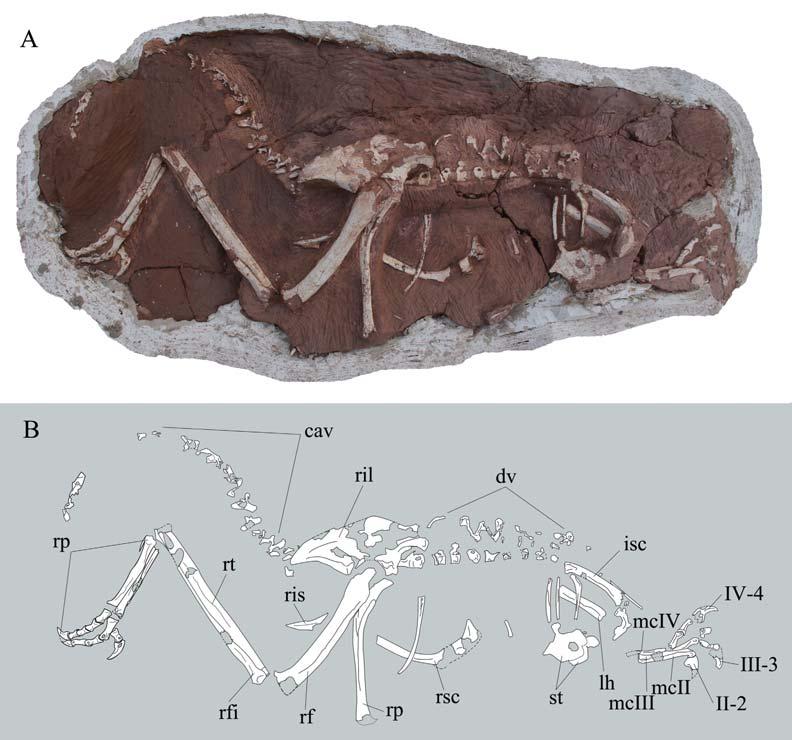 2 93 : Fig. 2 Photograph (A) and line-drawing (B) of postcranial skeleton of holotype specimen of Wulatelong gobiensis gen. et sp. nov. (IVPP V 18409) Abbreviations: cav. caudal vertebrae ; dv.