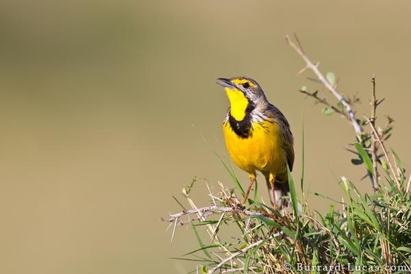 8 Tale of Two Grasslands Songbirds are a highly diverse group that both puzzle scientists, and provide incredible insights into the mysteries of evolution.