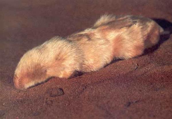 6 Marsupial Mole Australia s mammals are dominated by the marsupial subclass, which are unrelated to other mammal groups, and often possess distinctive body forms.