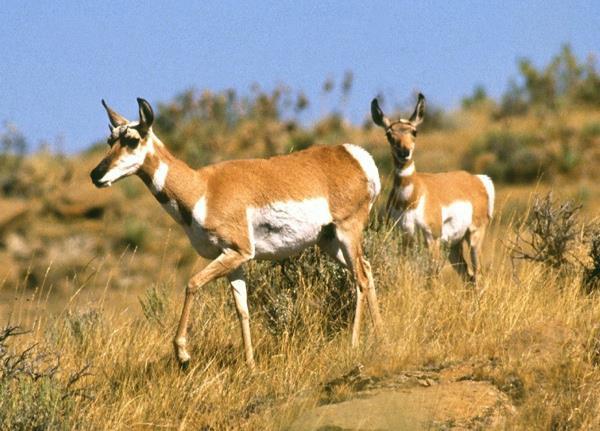 1 False Antelope North America s prairies are inhabited by bouncing, variegated animals known as Pronghorn Antelopes.