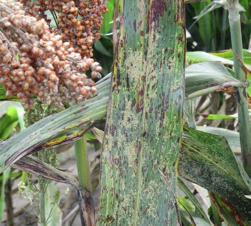 edu/extension July 10, 2015 No 12 Update on Sugarcane aphid Burrowing Bugs Grasshoppers Dectes Stem Borer Wasps and Cicadas Insect Diagnostic Laboratory Report Update on Sugarcane aphid South Texas