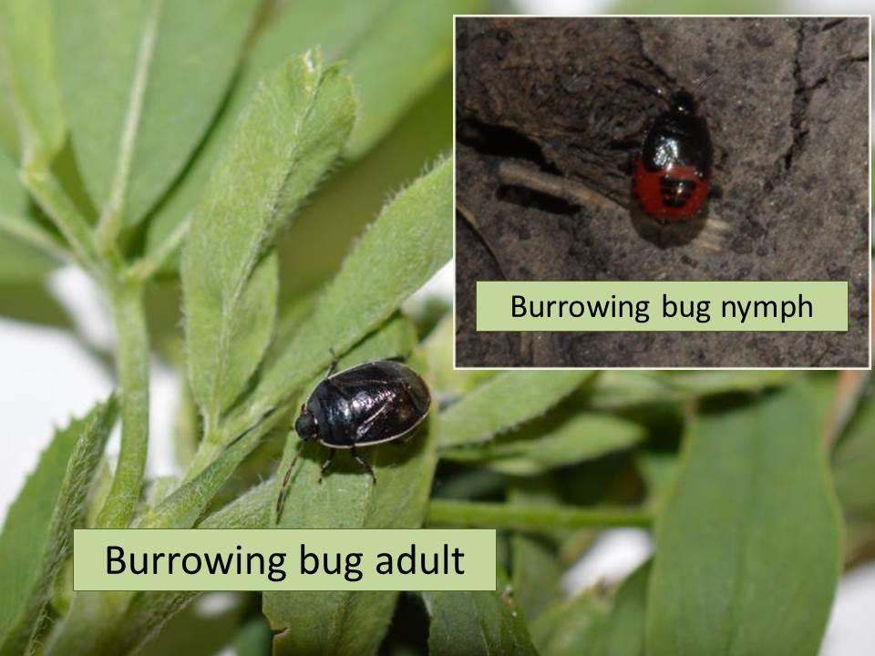 Burrowing Bugs Getting numerous calls about little black and/or red bugs all over soybean plants from just about all over the state. Everything we have checked out so far indicates burrowing bugs.