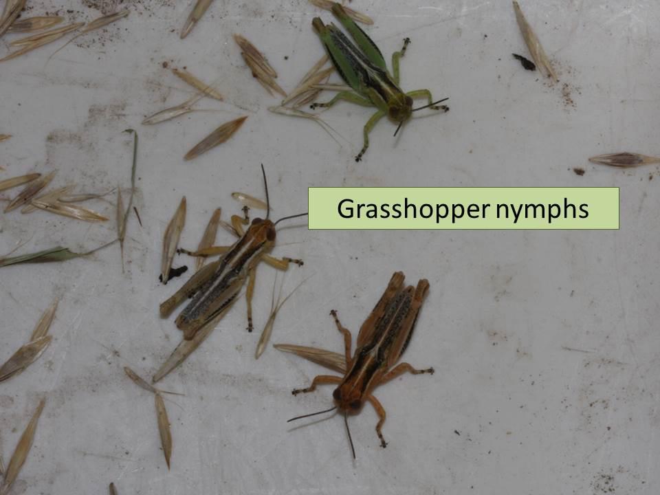 Grasshoppers There continue to be numerous reports of grasshoppers coming in from all over the state.