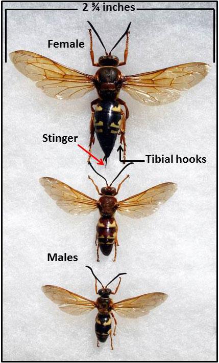 Thus, cicada killer wasps (despite their appearance and large size) are nothing to be feared. The female uses her stinger to paralyze a cicada.