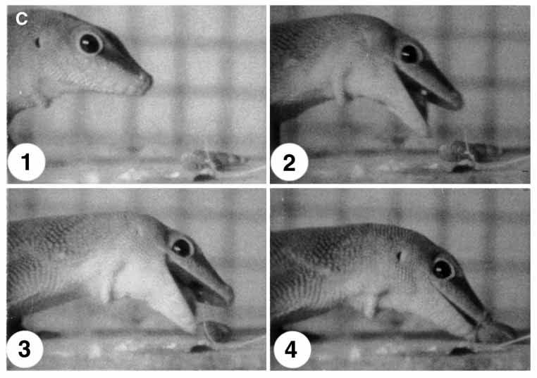 Feeding in Phelsuma madagascariensis 3719 Head-to-prey Vertical jaw distance movement Gape angle (mm) (degrees) (degrees) 6 A B 1 2 3 4 4-4 6 Upper jaw Lower jaw Vertical Horizontal.2.4.2.4.6 C Time (s) Time (s) Fig.