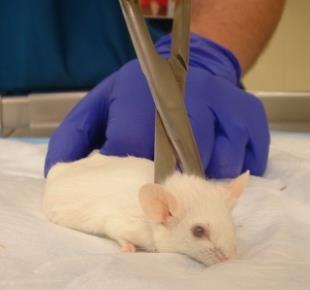 UAB (AU_M) Course Material Decapitation Decapitation is also used in unconscious rodents and involves physical removal of the head from the body.
