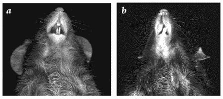 UAB (AU_M) Course Material Teeth Mice have incisors that are open-rooted, meaning that these teeth grow continuously throughout adult life.