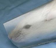 Scruffing or gentle handling can restrain mice. The key is to handle the mouse in such a way as to not harm the mouse and avoid bites or scratches.
