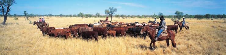 Animal welfare legislation and livestock transport The Australian Animal Welfare Standards for the Land Transport of Livestock (the Standards) define specific requirements in relation to livestock