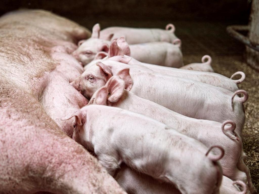Phenotypes collected on the Norsvin Landrace gilts/sows Growth rate (GR): The weight at 150 days Measured