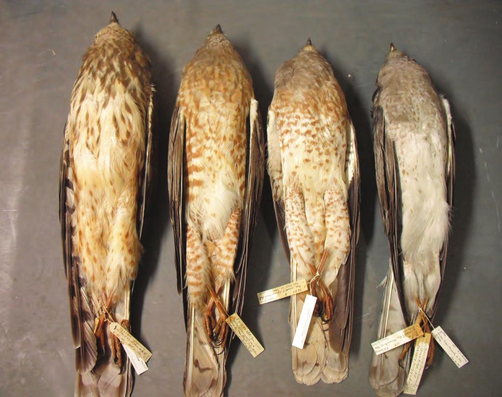 M A L E H A R R I E R S 2a Fig. 2 (a, b). Shown here are specimens of Northern Harriers at the Museum of Vertebrate Zoology (MVZ), Berkeley, California. From left to right (Fig. 2a, ventral; Fig.