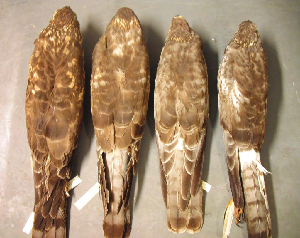 2b birds with retained juvenile secondaries and brown plumage. Five specimens of males at MVZ and CAS (and three at other museums) had retained basic secondaries and were thus older than second-cycle.