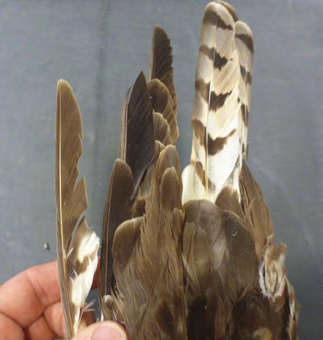 I was able to examine the under-wing coverts to varying degrees on the male specimens at MVZ and CAS, and noticed none with retained juvenile or basic coverts.