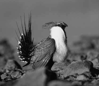 220 Human Wildlife Interactions 9(2) Figure 1. Greater sage-grouse. (Photo by D. Menke, courtesy U.S.