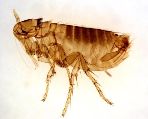 Fleas* Ticks Others?