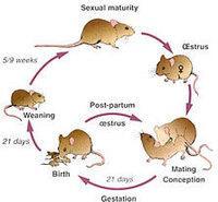 Basics of Mouse Reproduction Sexual maturity: Males ~6 wks Females ~8 wks If bred early, generally produce small/weak litters Estrous cycle 4