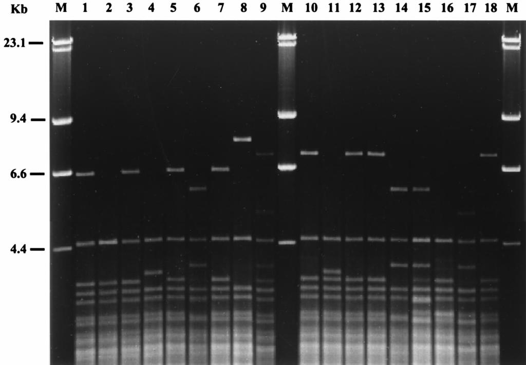FIG. 3. Representative REA profiles of selected B. bronchiseptica isolates following AluI restriction enzyme digestion of chromosomal DNA. These isolates were previously characterized as ribotype 3.