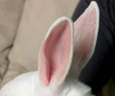 Be careful, rabbits may bite if they re not comfortable with their mouths being examined.