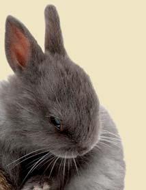 In both cases, neutering is recommended by vets to improve the situation. Never keep rabbits with guinea pigs or chinchillas.