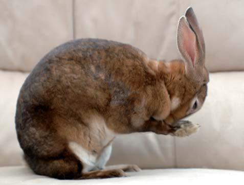 After a while, your rabbits should feel confident and comfortable enough in your company to let themselves be handled.
