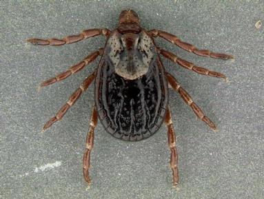 Ticks: The two most common ticks that feed on humans in Georgia are the American dog tick and the lone star tick. The adult female tick drops from the host after a blood meal to lay her eggs.