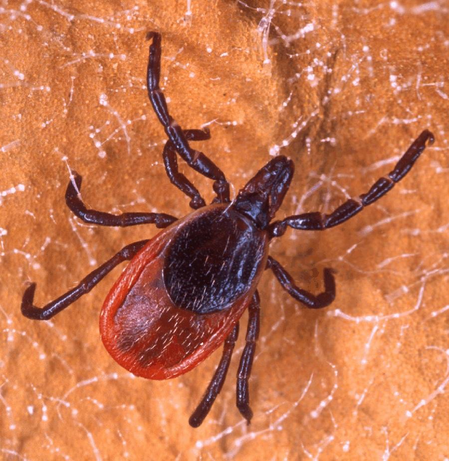Both species can carry Rocky Mountain Spotted Fever (RMSF), a dangerous disease that causes a skin rash and high fever that may be mistaken for measles.