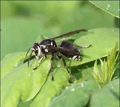 Baldfaced Hornets: The white or light yellowish markings on the face, thorax and part of the abdomen help to identify the baldfaced hornet.