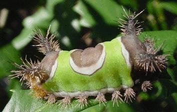 Most of these caterpillars feed on the leaves of various hardwood trees and shrubs and contact with people is uncommon.