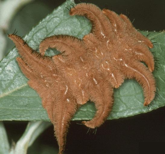 Three of the more common species are described below. Puss Caterpillars: Puss caterpillars may be pale yellow, gray or reddish brown, about 1 inch long and densely covered with hairs.