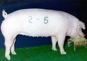 Photo: National Swine
