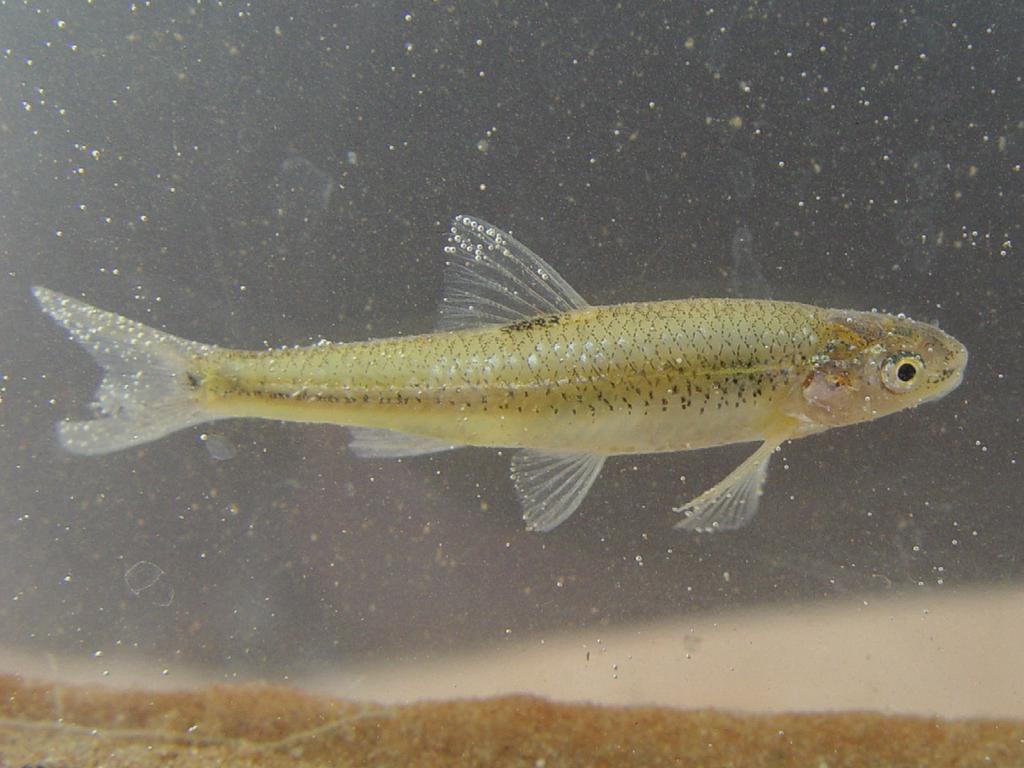 Learn More About the Species Along the River Arkansas River Shiner (Notropis girardi) Status Federally Threatened In the last 45 years, this small, fresh-water fish has disappeared from over 80% of