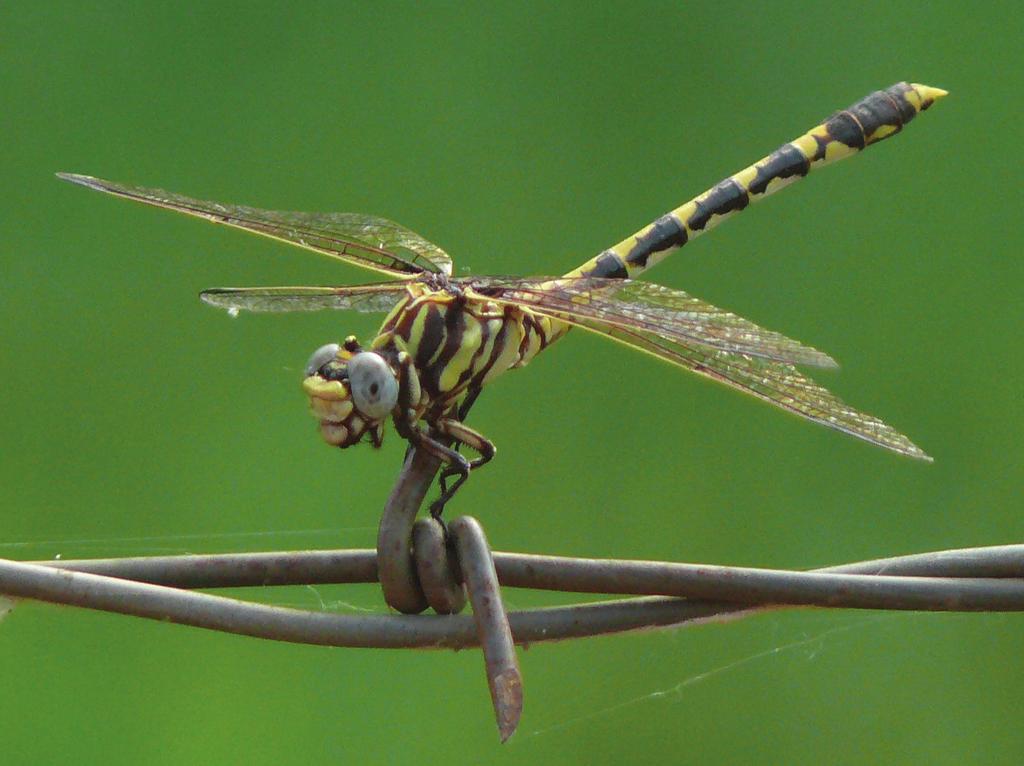 Common Sanddragon (Progomphus obscurus) Status Apparently Secure This dragonfly is in the family of clubtail dragonflies, so called because the end of its abdomen is enlarged and appears club-like.