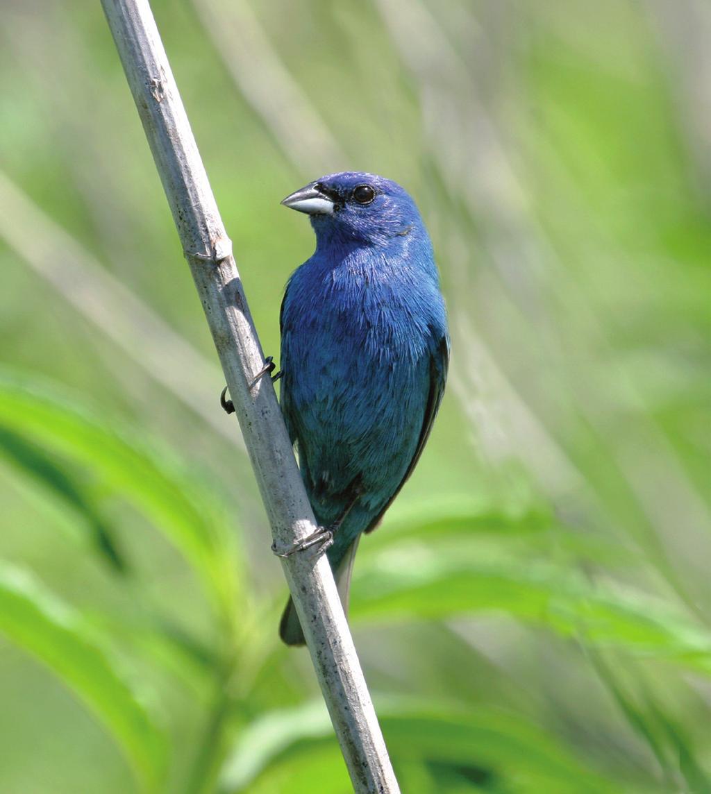 Adult males are brilliant blue, while females and juveniles are brown with light streaks on the breast.