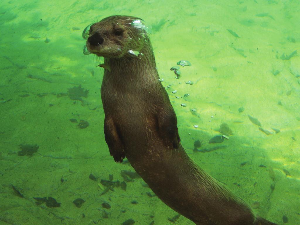 In recent years, biologists have reintroduced them to several river and wetland systems across the country, including Oklahoma. These transplanted otters are doing well and the species is recovering.