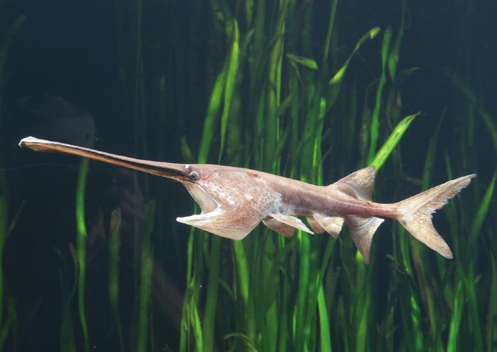 Paddlefish (Polyodon spathula) Paddlefish are the oldest surviving animal species in North America. Fossil records indicate that it is older than dinosaurs (300 million years).