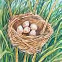 The nest is lined with hair, wool, or fine grasses.