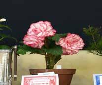 SECTION J - HORTICULTURE 2017 ORANGE SHOW 13 TH AND 14 TH MAY CHIEF STEWARD: Yvonne Tracey 63623249 ASST.