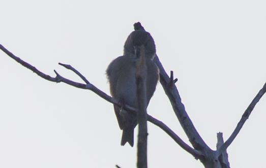 Bird 4 - Male Parrot