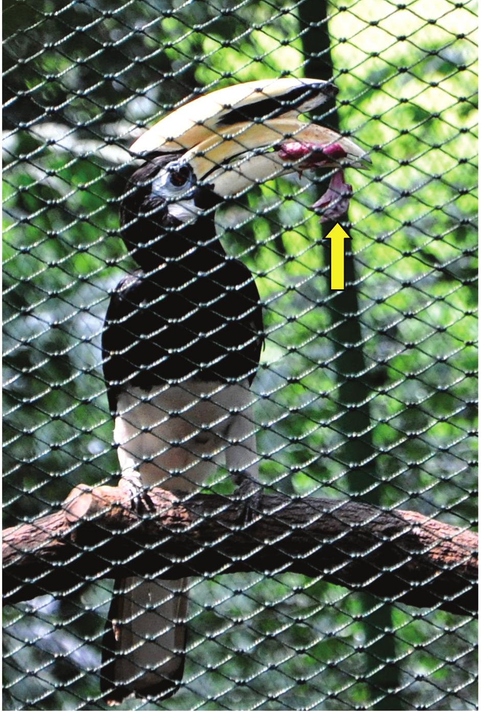 Cremades et al.: Reintroduction of hornbills in Singapore Factors that might have contributed to cannibalism in the second clutch.
